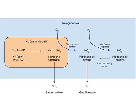 respiromedica|Las formas múltiples del Nitrógeno (amónio.